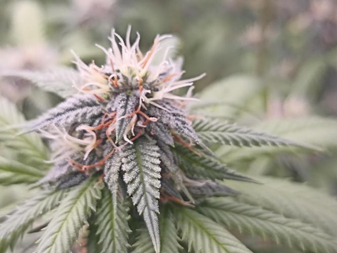 Special Kush #1. Week 23