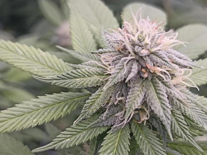 Special Kush #1. Week 23