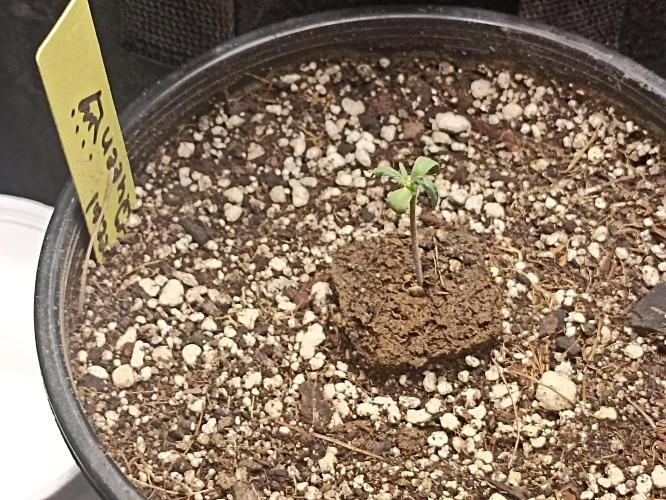 Special Queen #1. Week 1