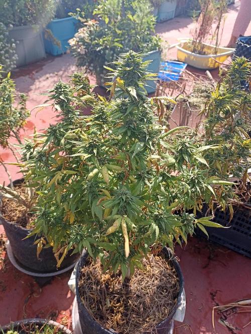 Cookies Gelato Feminized 🍪 🍦. Week 25