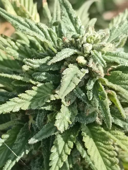 Cookies Gelato Feminized 🍪 🍦. Week 25
