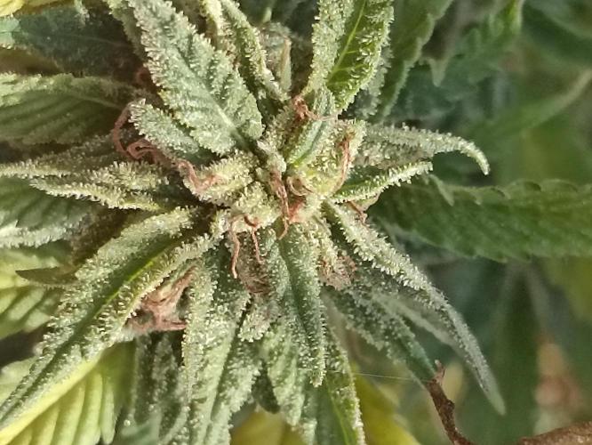 Cookies Gelato Feminized 🍪 🍦. Week 25