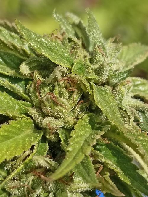 Cookies Gelato Feminized 🍪 🍦. Week 25