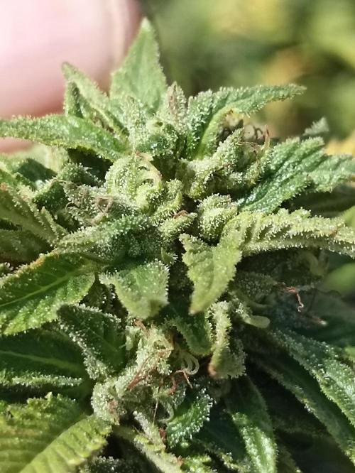 Cookies Gelato Feminized 🍪 🍦. Week 25
