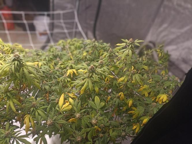 Special Kush #1. Week 24