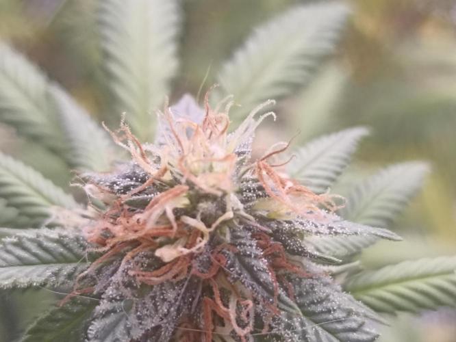 Special Kush #1. Week 24