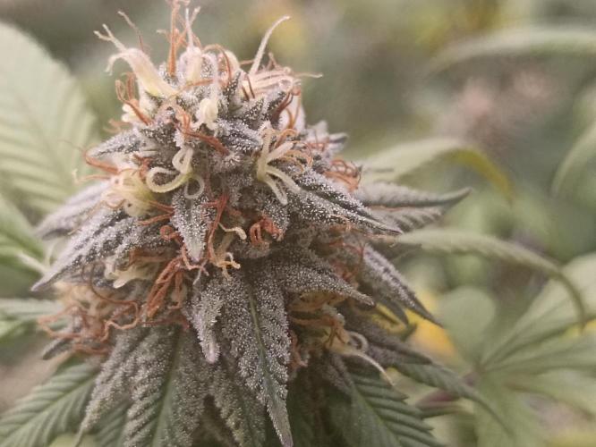 Special Kush #1. Week 24