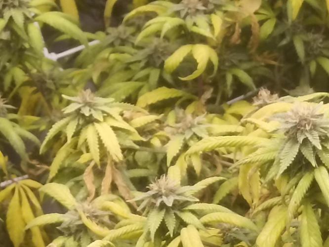 Special Kush #1. Week 24
