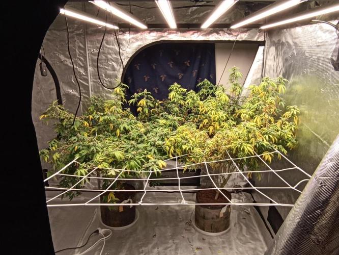Special Kush #1. Week 24