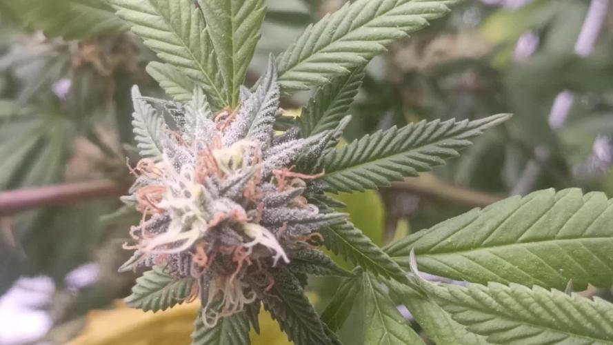 Special Kush #1