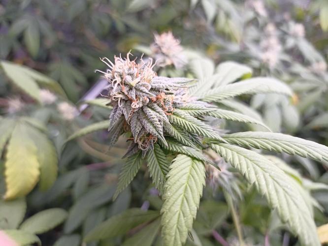 Special Kush #1. Week 24