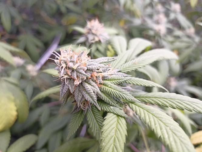 Special Kush #1. Week 24