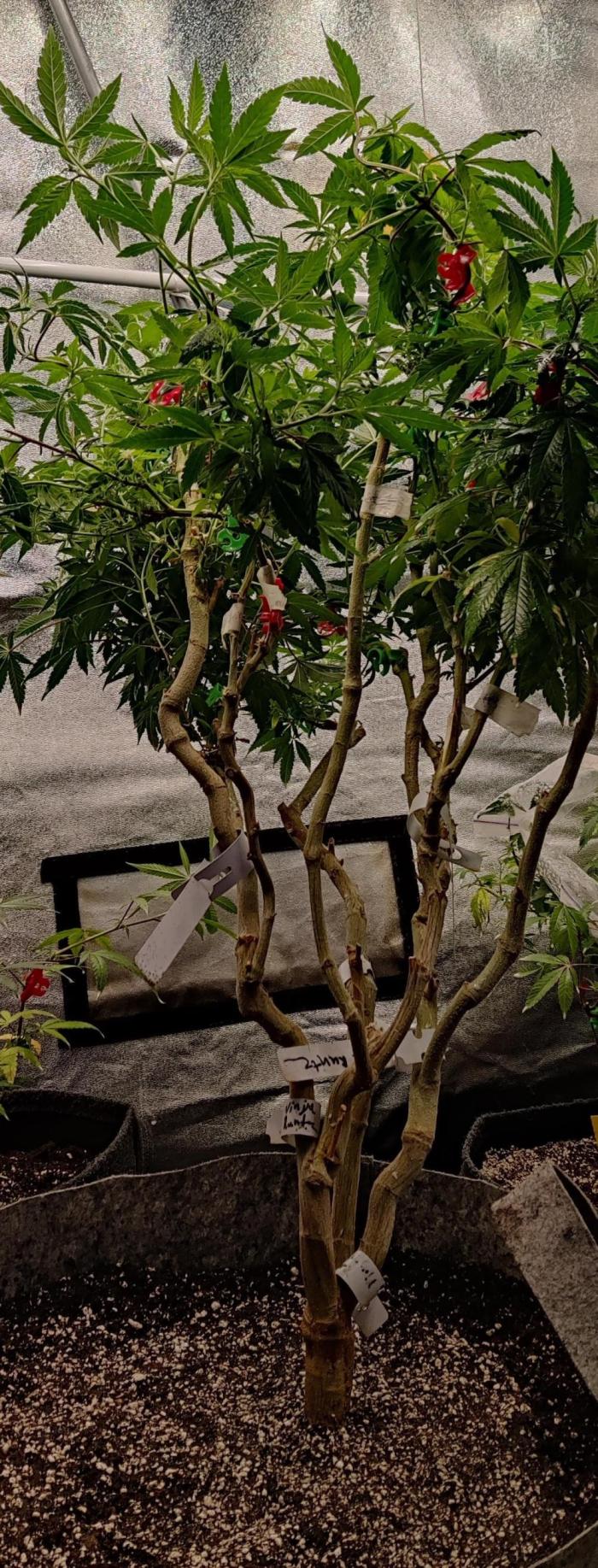 Grafting plant (multiple strain mom). Week 30 - Freshly repotted. Still a bit stunted. Will recover in the upcoming weeks of veg