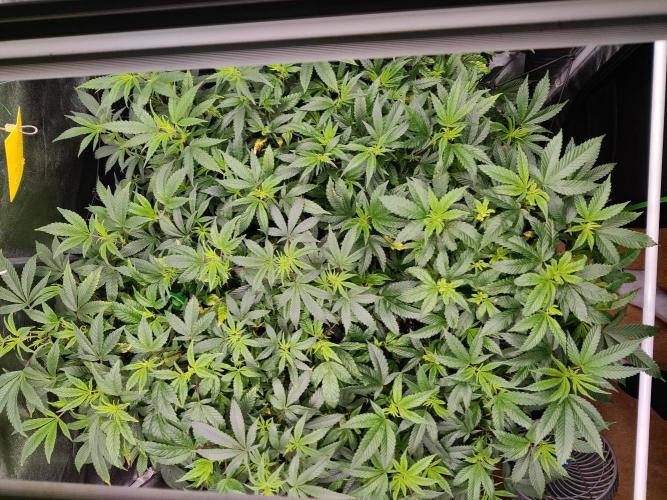 Grafting plant (multiple strain mom). Week 26 - Top