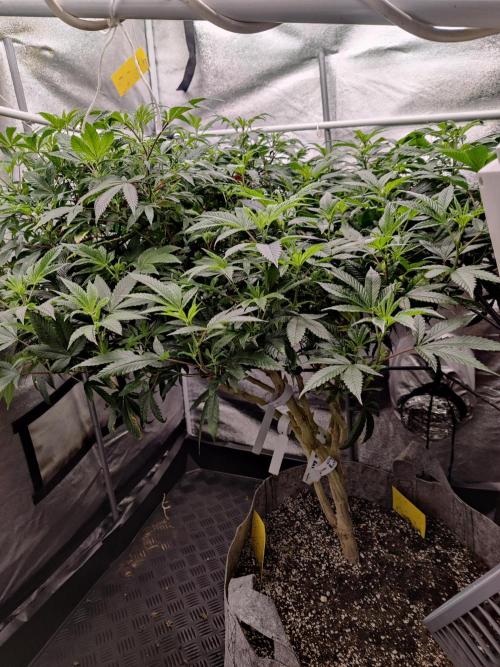 Grafting plant (multiple strain mom). Week 26 - Side