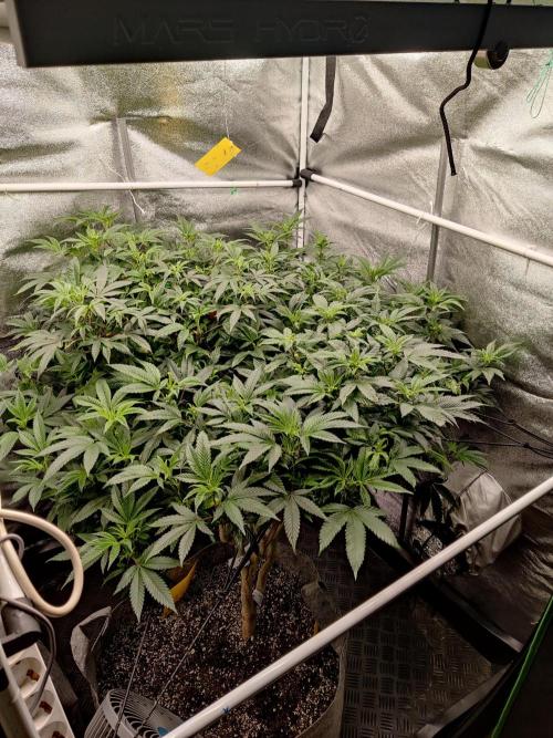 Grafting plant (multiple strain mom). Week 26 - Front 