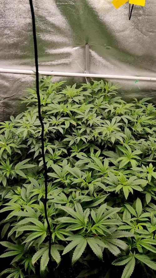 Grafting plant (multiple strain mom)