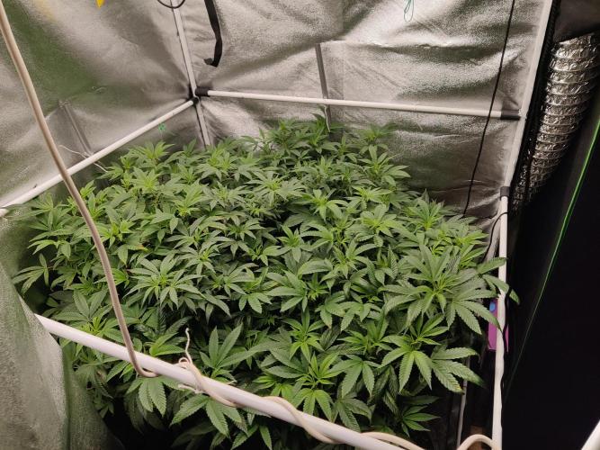 Grafting plant (multiple strain mom). Week 27