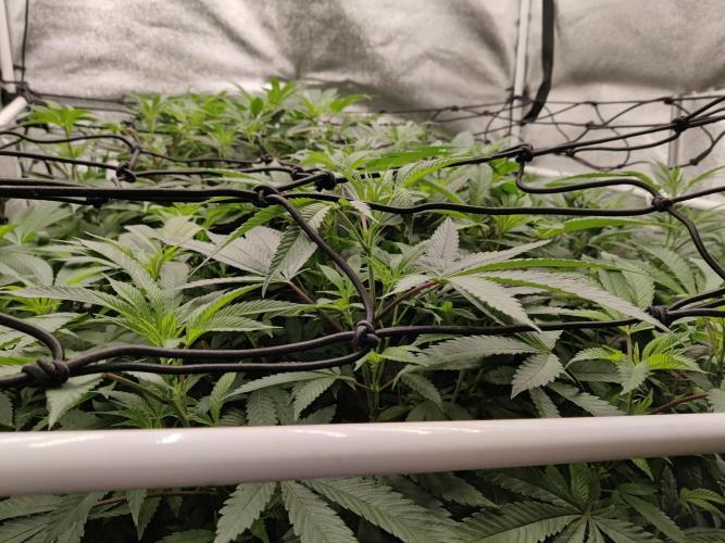 Grafting plant (multiple strain mom). Week 28