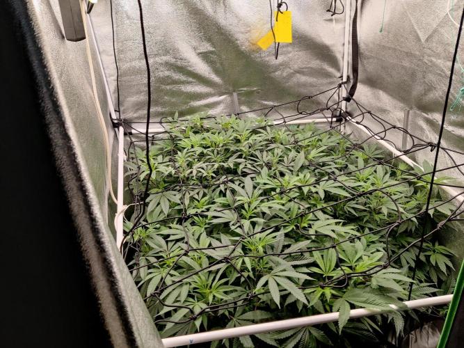 Grafting plant (multiple strain mom). Week 28