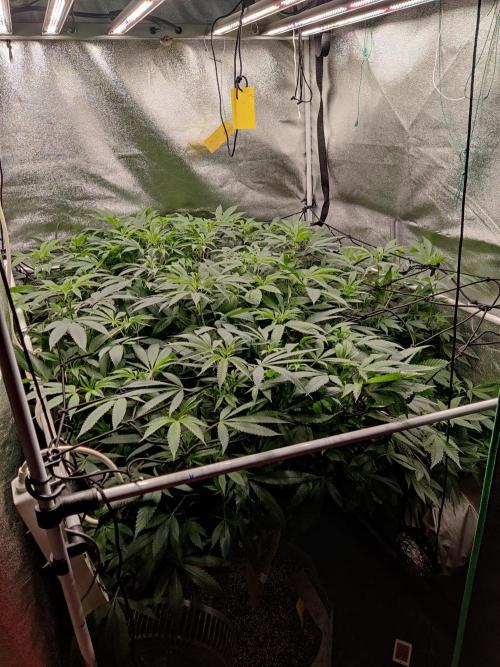 Grafting plant (multiple strain mom). Week 29