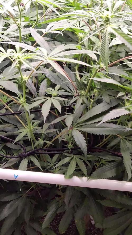 Grafting plant (multiple strain mom)