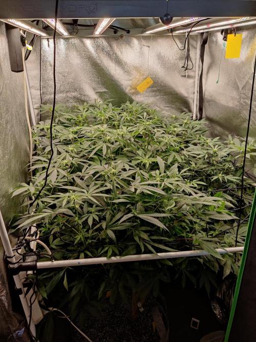 Grafting plant (multiple strain mom). Week 30 - Front view