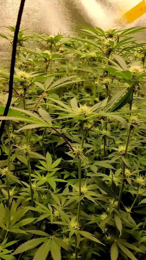 Grafting plant (multiple strain mom)