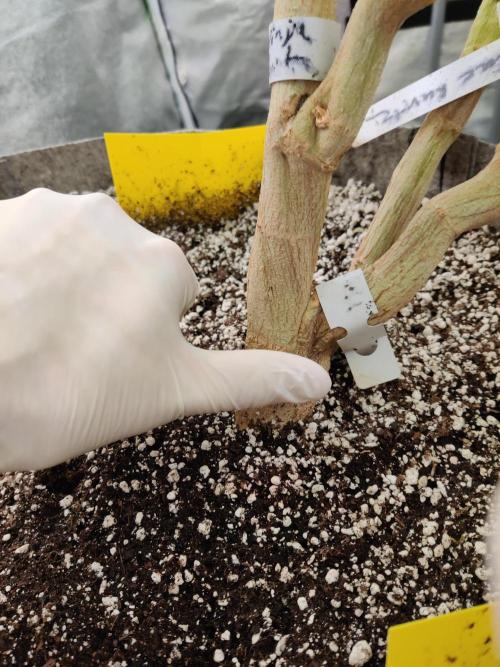 Grafting plant (multiple strain mom). Week 31 - Thick ass stem 