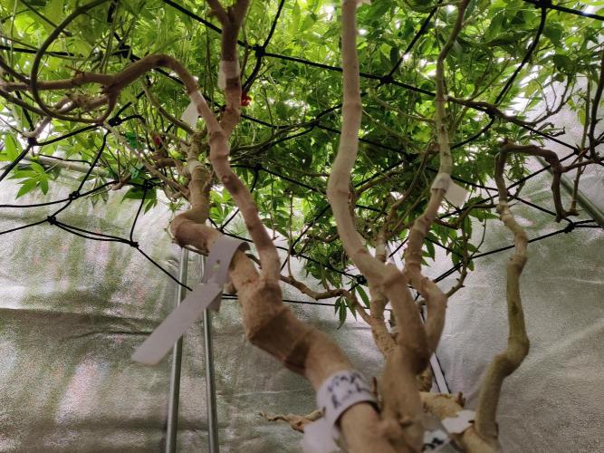Grafting plant (multiple strain mom). Week 31 - Underneath the canopy