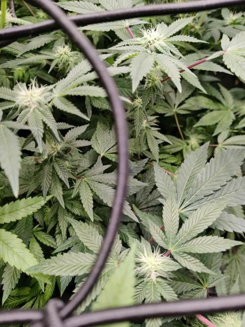 Grafting plant (multiple strain mom). Week 31 - Kmintz Pheno 1 - dank. Funky. Kushy. Extreme terps