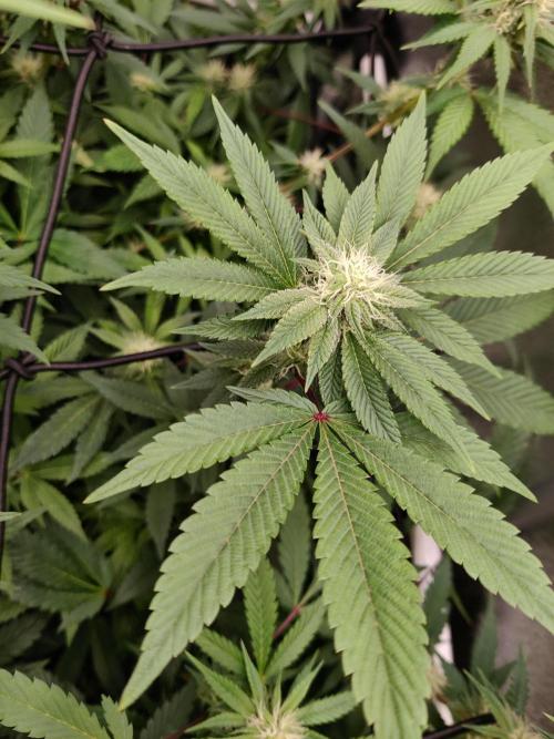 Grafting plant (multiple strain mom). Week 31 - Kmintz Pheno 2 - floral. Kushy. Sweet. More stretch 