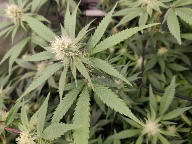 Grafting plant (multiple strain mom). Week 31 - Cap junky