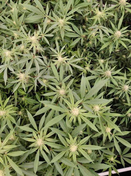 Grafting plant (multiple strain mom). Week 31 - Top view
Probably a bunch of ninja runtz, nebula and korenji