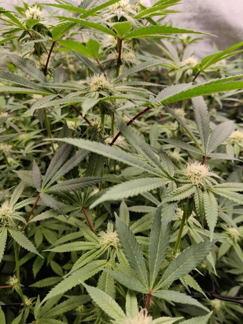 Grafting plant (multiple strain mom). Week 31 - Ninja runtz. Can't even tell which pheno since they are all entangled