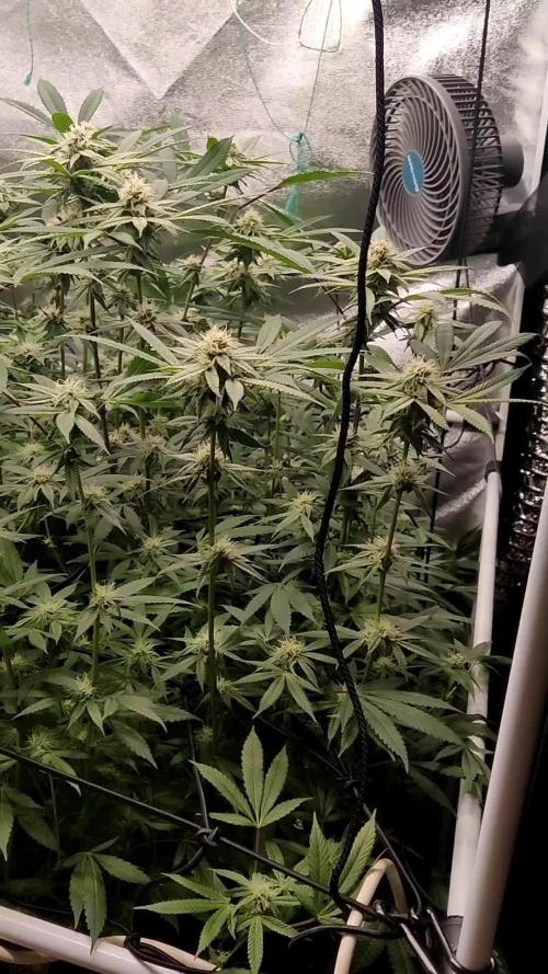 Grafting plant (multiple strain mom)