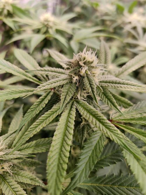 Grafting plant (multiple strain mom). Week 32 - Ninja runtz pheno 1 smells absolutely insane. 