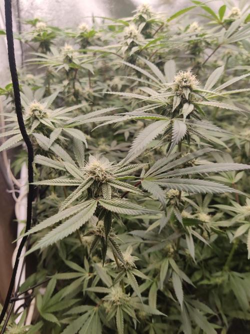 Grafting plant (multiple strain mom). Week 32 - Ninja runtz pheno 2 smells very sweet