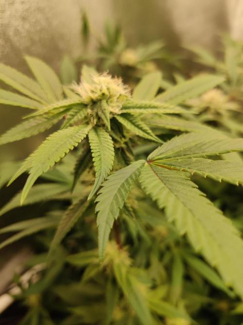 Grafting plant (multiple strain mom). Week 32 - Ninja runtz phenos 3 smells like baby lotion 
A tad less stinky