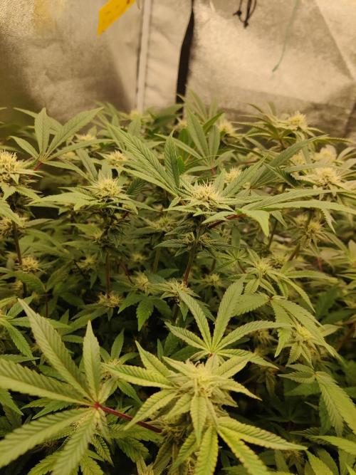 Grafting plant (multiple strain mom). Week 32 - Korenji pheno 2 is turning out to be insanely kmintz smelling. Love it