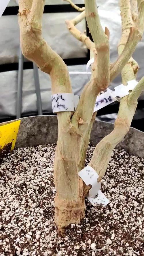 Grafting plant (multiple strain mom)