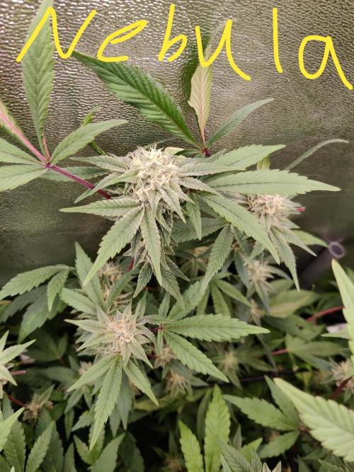 Grafting plant (multiple strain mom). Week 33