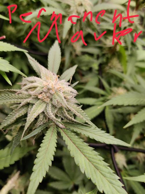 Grafting plant (multiple strain mom). Week 33