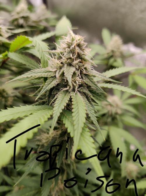 Grafting plant (multiple strain mom). Week 33