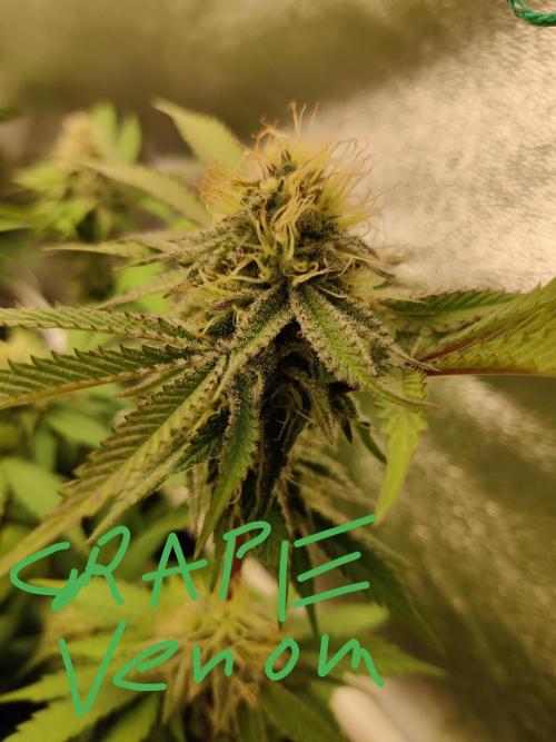 Grafting plant (multiple strain mom). Week 33