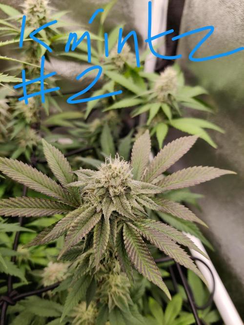 Grafting plant (multiple strain mom). Week 33