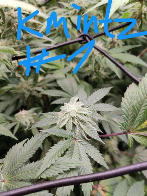 Grafting plant (multiple strain mom). Week 33