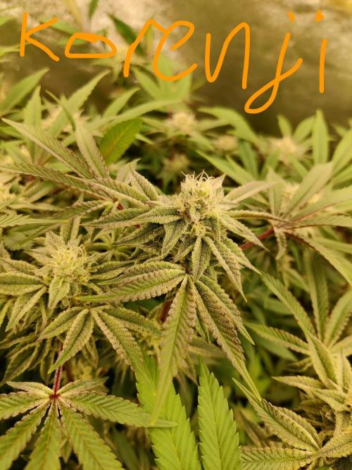 Grafting plant (multiple strain mom). Week 33