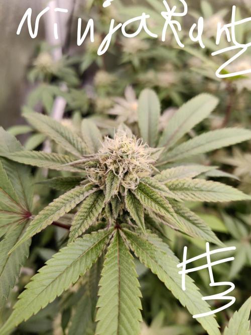 Grafting plant (multiple strain mom). Week 33