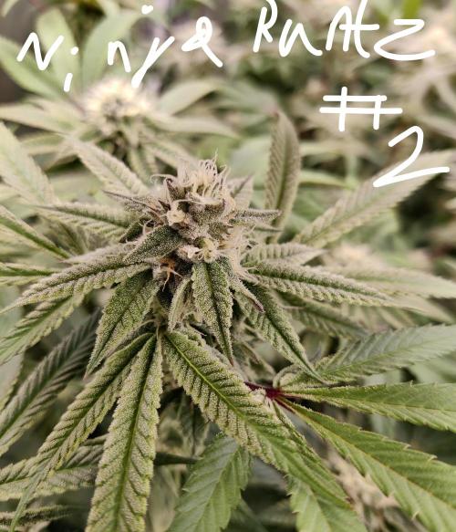 Grafting plant (multiple strain mom). Week 33